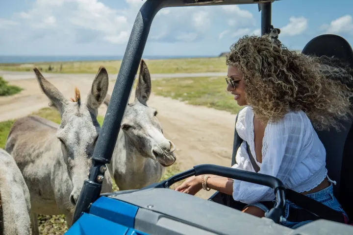 a person sitting on a horse